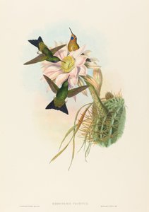 Glödande Puff-Leg (Glowing Puff-Leg) av John Gould and H.C. Richter