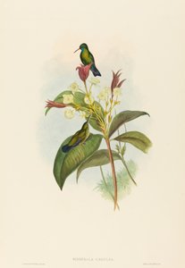 Blåkinnad safir av John Gould and H.C. Richter