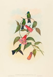 Eucephala smaragdocaerulea (Goulds tränymf)