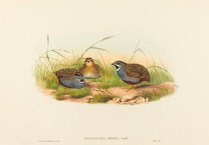 Excalftoria minima (blåbröst vaktel)