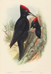 Stor svart hackspett (Dryocopus martius)