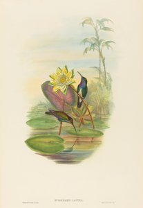Hylocharis lactea (Sapphire-breasted Emerald) av John Gould and H.C. Richter