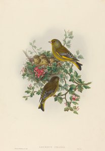 Ligurinus chloris (grönfink)