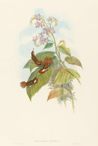 Blinkande kolibri