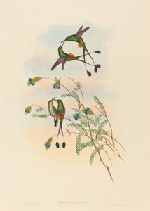 Spathura peruana (peruansk racket-svans)