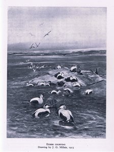 Ejders uppvaktning, Nature in Britain publicerad av Collins, 1946