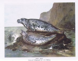Grey Seals, Nature in Britain publicerad av Collins, 1946