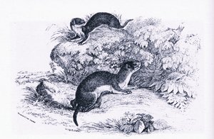 Studies of Badgers, Nature in Britain publicerad av Collins