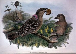 Chlamydera Orientalis (färg litho) av John and Hart William Gould