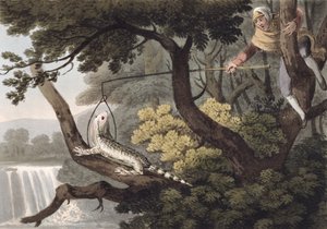 Mexican Lizard Catcher, graverad av Matthew Dubourg (fl.1785-1820), publicerad av Edward Orme, 1813