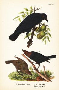 Amerikansk kråka, Corvus brachyrhynchos 1, och brunhuvad kofågel, Molothrus ater, hona 2 och hane 3