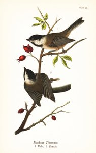 Svartkäppad chickadee, Poecile atricapillus