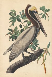 Brun pelikan av John James (after) Audubon