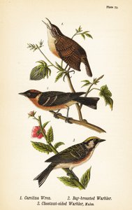 Carolina gärdsmyg, Thryothorus ludovicianus 1, vikbröstsångare, Setophaga castanea 2, kastanjsångare, Setophaga pensylvanica 3