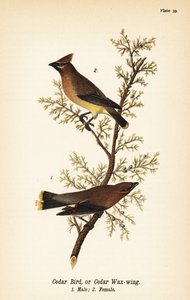 Cedervaxvinge, Bombycilla cedrorum Cederfågel eller cedervaxvinge, hane 1, hona 2