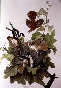 Ferruginous Thrush, från 