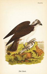 Fiskhök eller fiskgjuse, Pandion haliaetus