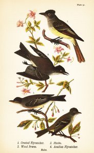 Stor flugsnappare, Myiarchus crinitus 1, östlig phoebe, Sayornis phoebe 2, östlig skogsnappare, Contopus viridis 3 och akadisk flugsnappare, Empidonax virescens 4 av John James (after) Audubon