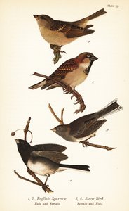 Hussparv, Passer domesticus och mörkögd junco, Junco hyemalis