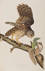 Illustration från "Birds of America" av John James Audubon av John James (after) Audubon