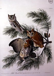 Little Screech Owl, från 