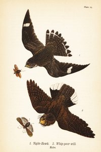 Natthök, Chordeiles moll 1 och östlig pisk-fattig-vilja, Antrostomus vociferus, pisk-fattig-vilja 2, hanar