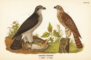 Northern goshawk, Accipiter gentilis, American goshawk, vuxen med byte 1, unga 2