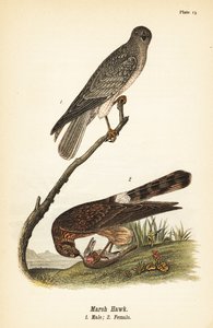 Nordhök, Circus hudsonius av John James (after) Audubon