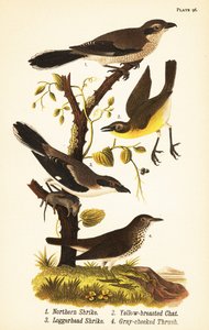 Torntorn, Lanius borealis 1, gulbröst chatt, Icteria viridis 2, tofflor, Lanius japonicus av John James (after) Audubon