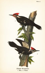 Pilead hackspett, Dryocopus pileatus, hane 1, hona 2 av John James (after) Audubon