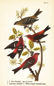 Pine grosbeak, Pinicola enucleator, hane 1, hona 2, amerikansk korsnäbb eller röd korsnäbb, Loxia curvirostra 3, vitvingad korsnäbb, Loxia leucoptera 4, hanar av John James (after) Audubon