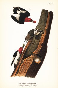 Rödhårig hackspett, Melanerpes erythrocephalus, hane 1, hona 2, unga 3