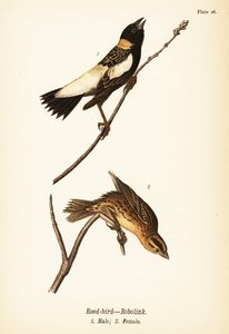 Vassfågel eller bobolink, Dolichonyx oryzivorus, hane 1, hona 2 av John James (after) Audubon