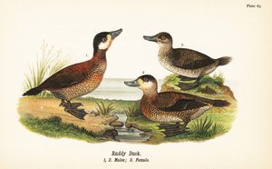 Ruddy anka, Oxyura jamaicensis, hanar 1,2 och hona 3 av John James (after) Audubon