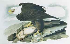 The Bald Headed Eagle från 
