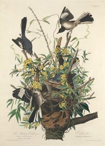 Den hånfulla fågeln av John James (after) Audubon