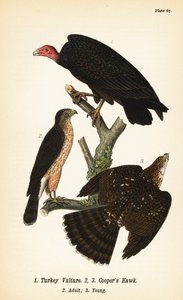 Kalkongam, Cathartes aura 1 och Coopers hök, Accipiter cooperii, vuxen 2, ung 3