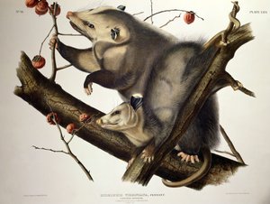 Virginian Opossum, från 