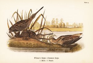 Wilsons beckasin eller vanlig beckasin, Gallinago delicata, hanar 1, hona 2 av John James (after) Audubon