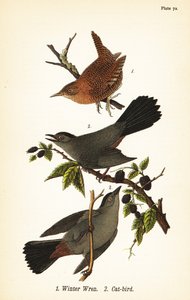 Vintergärdsmyg, Troglodytes hiemalis 1 och gråkattfågel, Dumetella carolinensis kattfågel 2 av John James (after) Audubon