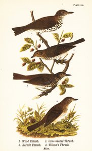 Trätrast, Hylocichia mustelina 1, Swainson