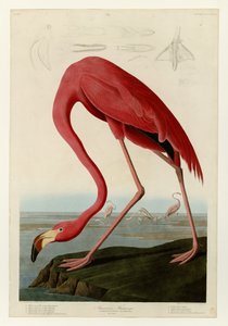 431 Amerikansk flamingo av John James Audubon