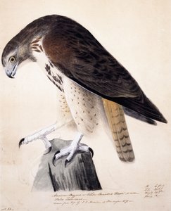 Amerikansk ormvråk eller White Breasted Hawk, av John James Audubon