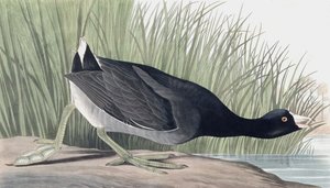 American Coot, Fulica Americana, från "The Birds of America" av John J. Audubon, pub. 1827-38 av John James Audubon