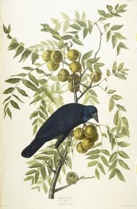 American Crow, 1833 av John James Audubon