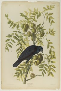 American Crow, tryckt av Julien Bien och publicerad av Roe Lockwood & Son, 1861 (kromolitografi) av John James Audubon