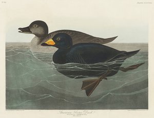Amerikansk svartand ur *Birds of America* (1827) av John James Audubon