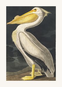 Amerikansk vit pelikan ur *Birds of America* (1827) av John James Audubon