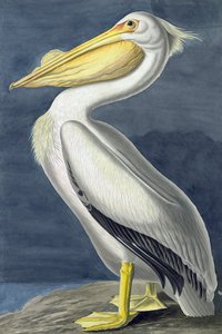 Amerikansk vitpelikan, Pelecanus Erythrorhynchos, från "The Birds of America" av John J. Audubon, pub. 1827-38 av John James Audubon