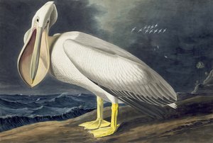 Amerikansk vitpelikan, Pelecanus Erythrorhynchos, från "The Birds of America" av John J. Audubon, pub. 1827-38 av John James Audubon